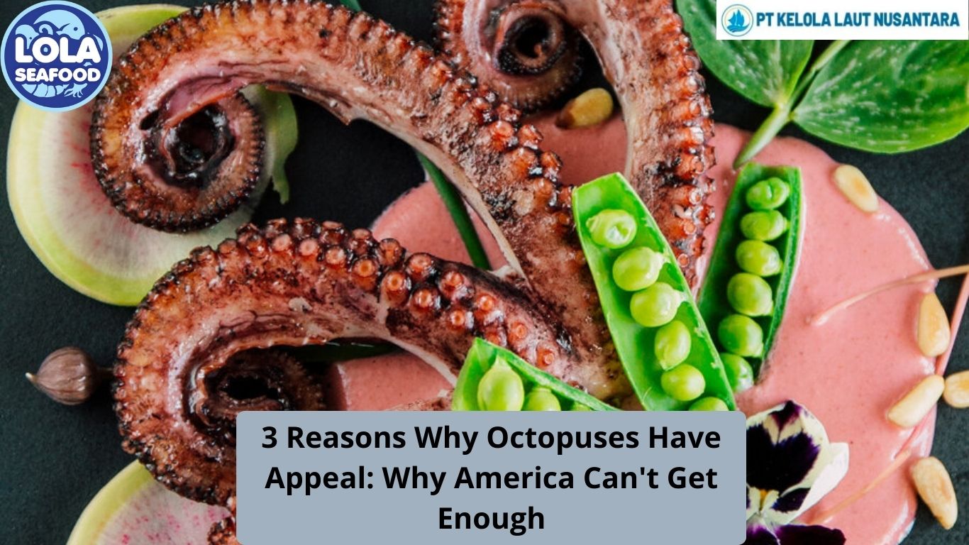 3 Reasons Why Octopuses Have Appeal: Why America Can't Get Enough